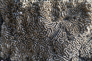 Textura de coral marino del océano Atlántico