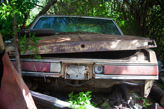 Carro abandonado en medio de la vegetaci&oacute;n