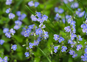 delicate blue flowers Veronica Beccabunga