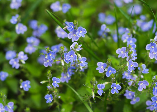 delicate blue flowers Veronica Beccabunga