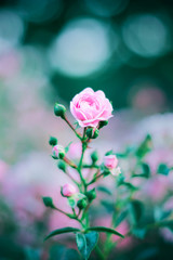 A delicate pink rose flower bloomed on a thin, elegant stem with buds in the springtime in the garden. Soft selective focus.