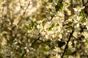 Blossom discharges in spring garden at solar day