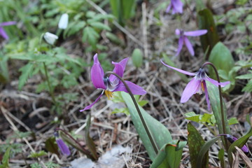Lilac spring flowers. Erythronium sibiricum in the forest