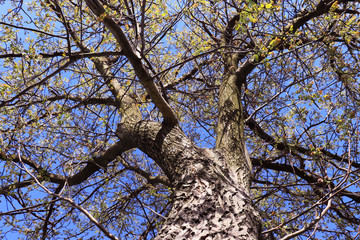 Walnut tree with branch and leaves