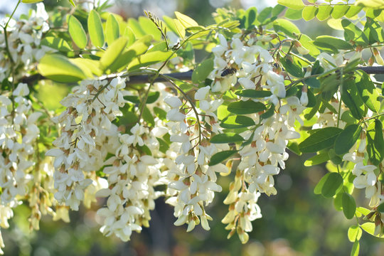Acacia flower. Branch of white acacia blooming in spring