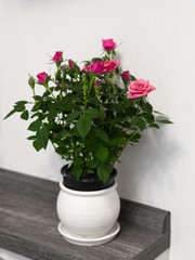Red roses in a ceramic pot on a white wall background