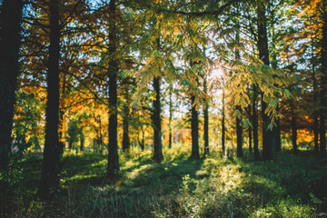 Autumn scenery in a forest, with the sun casting beautiful rays of light through the trees