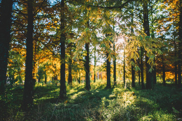Fototapeta na wymiar Autumn scenery in a forest, with the sun casting beautiful rays of light through the trees