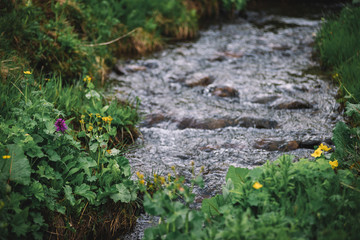 Stream in the Spring's mountains
