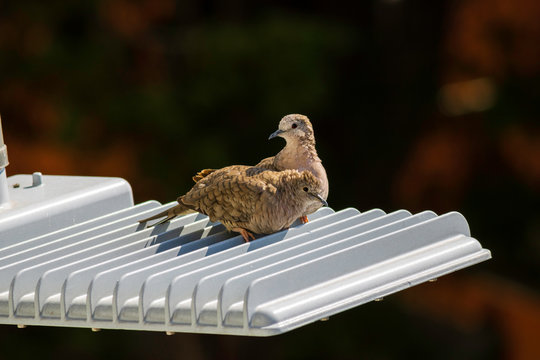 Couple of lovebirds who live in the city, perch on a streetlight,