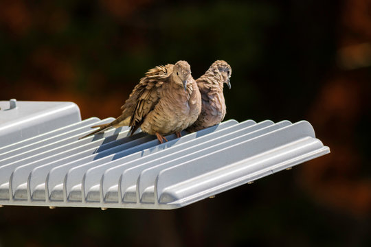 Couple of lovebirds who live in the city, perch on a streetlight,