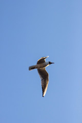 Fototapeta na wymiar gull flies across the blue sky spreading its wings and looking for prey