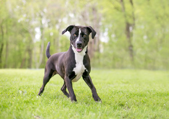 A black and white Pit Bull Terrier mixed breed dog with large floppy ears standing in a playful stance