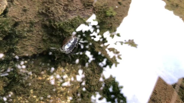Portrait einer Spitzschlammschnecke (Lymnea stagnalis). Diese Wasserschnecken sind Lungenatmer und weiden die Wasserfl&auml;che von unten her ab.