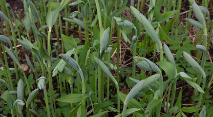 Green sprouts of flowers in a city flower bed