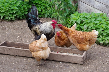 free range chickens