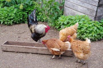 Village rooster with chickens in the yard