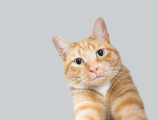 An orange tabby domestic shorthair cat reaching its front legs forward as if it's taking a selfie picture