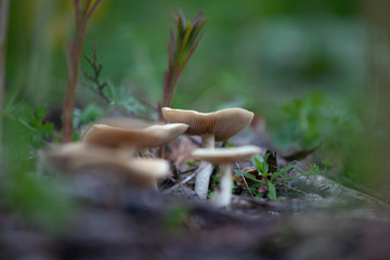 Flat topped Agaric