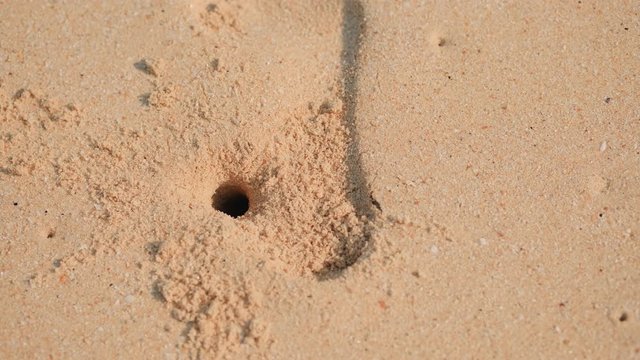 Ghost crab in the sand retreating to a hole. Beach in Phuket, Thailand.