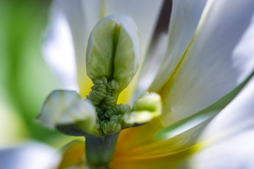 Creamy white and yellow tulip flower centerpiece macro, pistil with swelling up nad maturing seeds forming within seed pod, contrast of shadows and light, airy bright and fresh abstract background