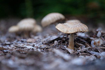 Flat topped Agaric