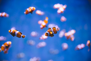 Obraz na płótnie Canvas Clownfishes In The Ocean