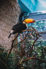 Toucan Bird On The Branch