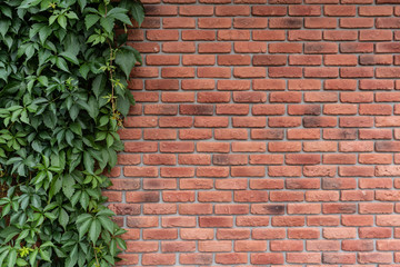 Textured brick wall on one side overgrown with a green plant, ivy, space, Wallpaper