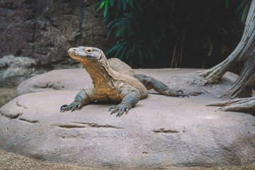 Komodo Dragon Lizard