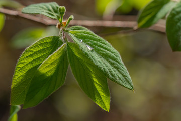 green leaf, water drop, spring forest