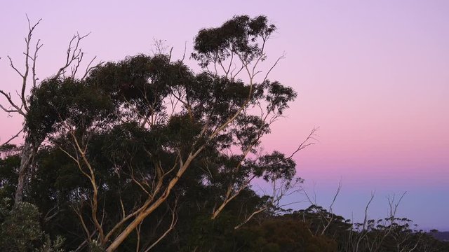 Australian Eucalyptus Trees during a beautiful sunset with pink and purple sky (Blue Mountains)