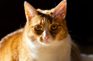 ginger cat in the sunlight and shadow