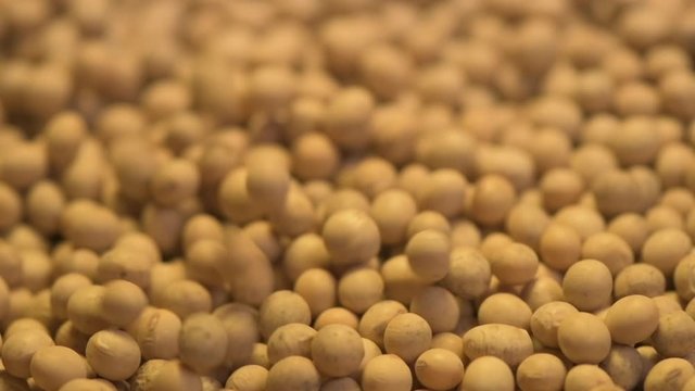 Harvested soybean seed pouring on rotating stand