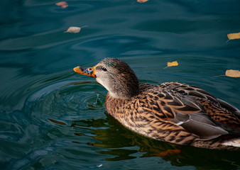 A duck floating in the water in autumn, preparing for a flight to the south. Soft focus.