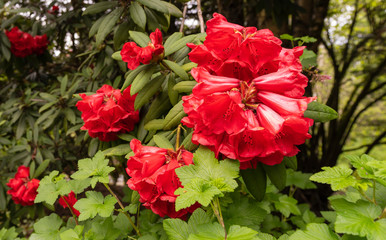 azaleas in a park garden - spring
