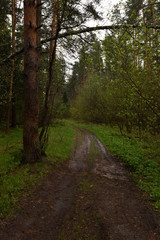 Forest road after rain