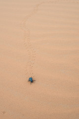 Beetle bug crawling in desert sand
