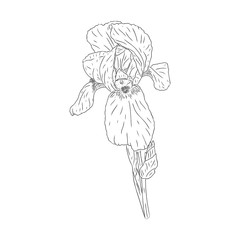 Blooming iris flower. Flower with texture in an outline style. Iris sketch for postcard design. Black and white Botanical vector illustration. Drawn by hand and isolated on a white background.
