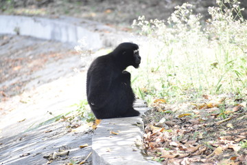 Fototapeta premium chimpanzee in India zoo.