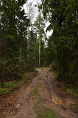 Forest road after rain