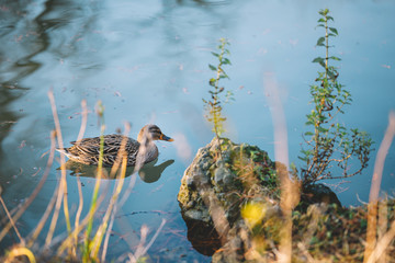 Ducks In The Lake At The Evening With Water Reflections