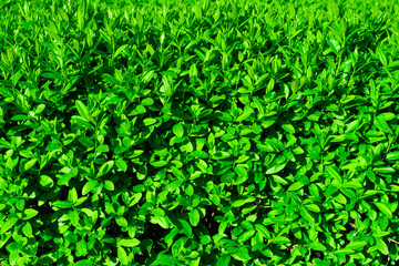 Beautiful background of juicy young green leaves. Natural background, fresh green juicy color