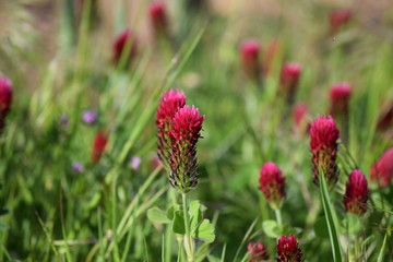 Crimson clover