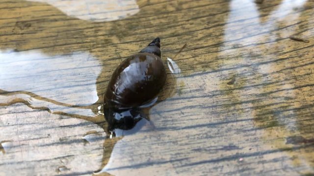 Portrait einer Spitzschlammschnecke (Lymnea stagnalis). Diese Wasserschnecken sind Lungenatmer und weiden die Wasserfl&auml;che von unten her ab.