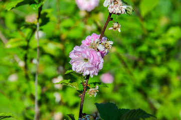 Gentle pink threebladed almond  blossom Rosenmund close up on the unfocused green leaves background.