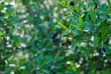 Shiny black sun-dried berries of privet bush with on the green leaves background. Selective focus
