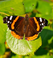 Schmetterling auf ein Blatt
