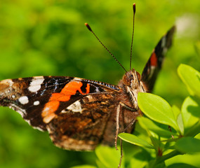 Obraz na płótnie Canvas Schmetterling auf ein Blatt