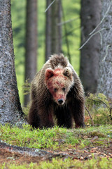 brown bear (lat. ursus arctos) stainding in the forest,close up,portrait